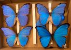 Blue Morpho Didius opgezette vlinder taxidermy, Ophalen of Verzenden, Zo goed als nieuw