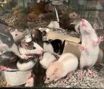 Nestje baby ratjes Rittens, Dieren en Toebehoren, Meerdere dieren, Rat, Na 1 juli 2024, Tam