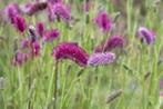 Planten, Volle zon, Vaste plant, Zomer, Ophalen