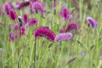 Planten  beschikbaar voor biedingen