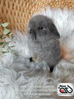 Raszuiver baby minilop konijn ram (transport mogelijk), Dieren en Toebehoren, Konijnen, Mannelijk, Dwerg, Hangoor, 0 tot 2 jaar
