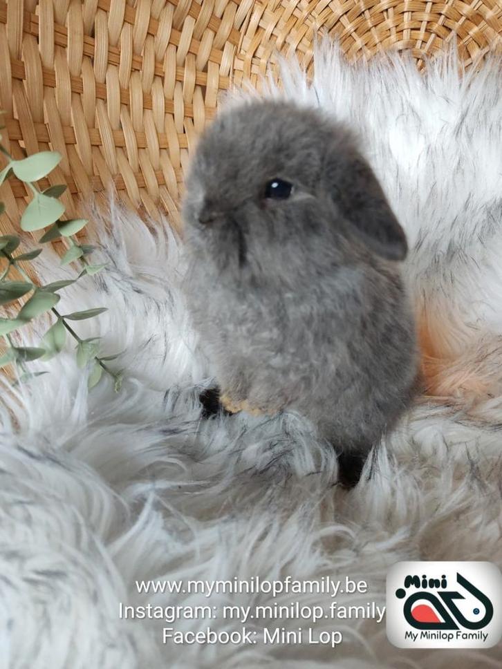 Raszuiver baby minilop konijn ram (transport mogelijk), Dieren en Toebehoren, Konijnen, Dwerg, Mannelijk, 0 tot 2 jaar, Hangoor