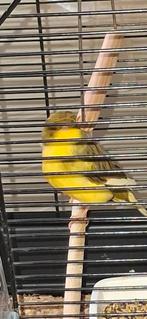 Gloster kanarie pop., Dieren en Toebehoren, Vogels | Kanaries, Vrouwelijk