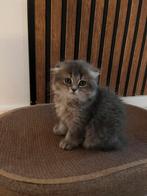Lieve Brits Korthaar poesjes – 10 weken – Klaar voor vertrek, Poes, Ontwormd, 0 tot 2 jaar