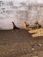 Shamo koppel, Meerdere dieren, Eend