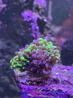 Diverse stekken zeeaquarium, Overige typen