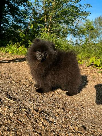 Pomeriaan pup zoekt gouden mandje beschikbaar voor biedingen