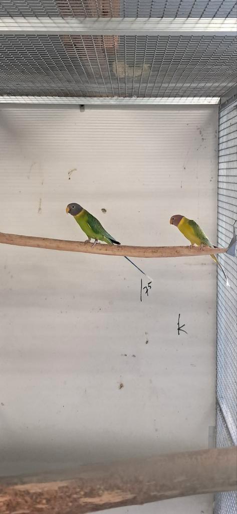 2 Koppels Pruimkopparkieten  plm 5 jaar, Dieren en Toebehoren, Vogels | Parkieten en Papegaaien, Parkiet, Meerdere dieren, Geringd