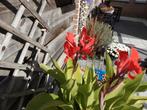 Hele mooie grote Canna plant type Kreta., Volle zon, Vaste plant, Zomer, Ophalen