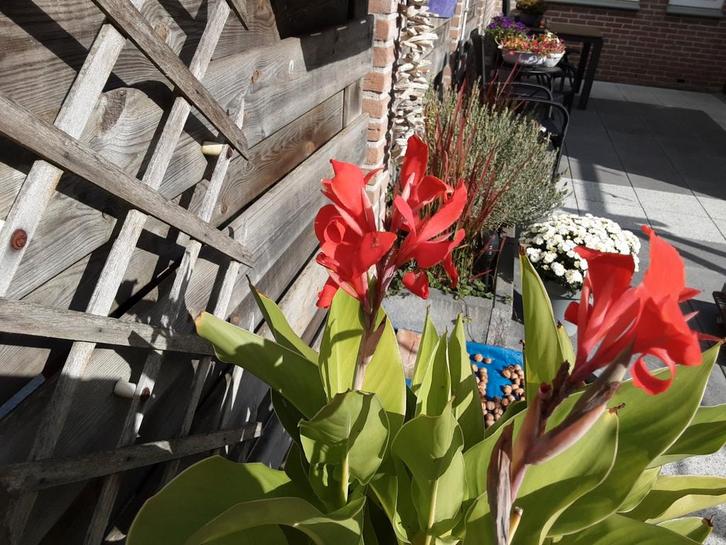 Hele mooie grote Canna plant type Kreta., Tuin en Terras, Planten | Tuinplanten, Vaste plant, Overige soorten, Volle zon, Zomer