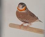Bandvinken, Dieren en Toebehoren, Mannelijk, Tropenvogel, Geringd