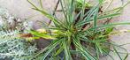 diverse vaste tuinplanten, Tuin en Terras, Planten | Tuinplanten, Vaste plant, Halfschaduw, Zomer, Ophalen