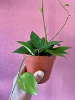 Hoya Verticillata, Verzenden, Overige soorten, Minder dan 100 cm