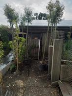 Knotwilgen in pot, Tuin en Terras, Planten | Bomen, Overige soorten, Minder dan 100 cm, Ophalen, Volle zon