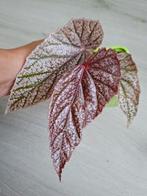 Begonia Maurice Amey plant, Ophalen of Verzenden, Overige soorten, Minder dan 100 cm