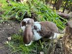 Mooie jonge franse hangoren havanna en havanna bont, Dieren en Toebehoren, Konijnen, Meerdere dieren, Groot, Hangoor