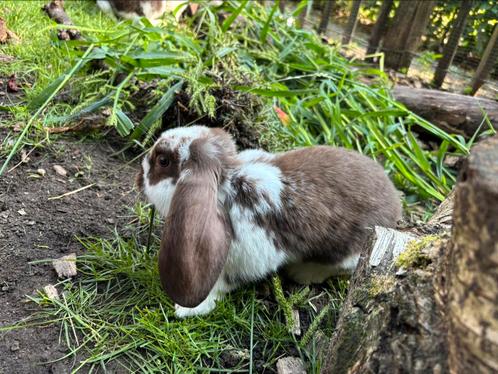 Mooie jonge franse hangoren havanna en havanna bont, Dieren en Toebehoren, Konijnen, Groot, Meerdere dieren, Hangoor