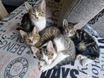 Katers te koop, Dieren en Toebehoren, Katten en Kittens | Raskatten | Korthaar, Kater, Gechipt, 0 tot 2 jaar