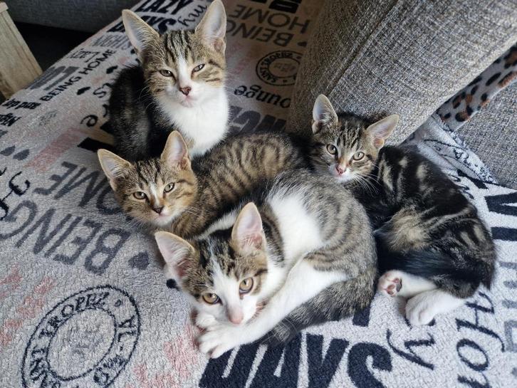 Katers te koop, Dieren en Toebehoren, Katten en Kittens | Raskatten | Korthaar, Kater, 0 tot 2 jaar, Gechipt, Ontwormd, Ingeënt