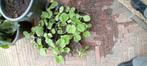 Pompoen plantjes, Tuin en Terras, Planten | Tuinplanten, Ophalen, Volle zon, Groenteplanten, Eenjarig