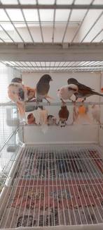 Harlekijn kanaries, Meerdere dieren, Kleurkanarie