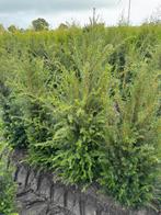 Taxus baccata., Ophalen of Verzenden, Taxus, 100 tot 250 cm