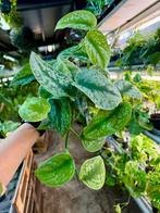Scindapsus Trebie - P12, Huis en Inrichting, Kamerplanten, Ophalen of Verzenden