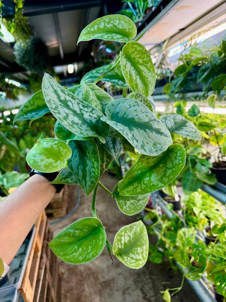 Scindapsus Trebie - P12, Huis en Inrichting, Kamerplanten, Ophalen of Verzenden