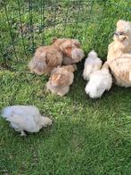 Zijdehoen krielkip 6 stuks, Dieren en Toebehoren, Vrouwelijk, Kip