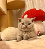 Britische Kitten, Dieren en Toebehoren, Katten en Kittens | Raskatten | Korthaar, Ontwormd, 0 tot 2 jaar