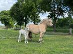 Rødblakk hengstveulen te koop, Dieren en Toebehoren, Pony's, Gechipt, Niet van toepassing, 0 tot 2 jaar, Hengst
