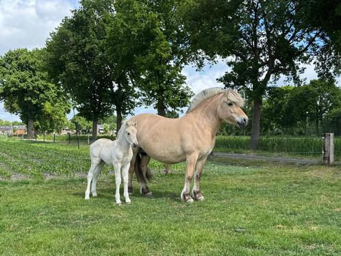 Rødblakk hengstveulen te koop, Dieren en Toebehoren, Pony's, Hengst, Niet van toepassing, D pony (1.37m tot 1.48m), Recreatiepony