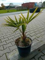 Palm boompjes, Ophalen, Bloeit niet, Overige soorten, Volle zon