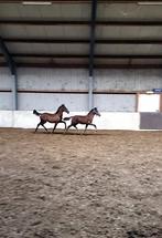 2 prachtige veulens!, Minder dan 160 cm, 0 tot 2 jaar, Tuigpaard, Onbeleerd