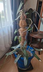 Philodendron billietiae., Ophalen, Overige soorten, Minder dan 100 cm