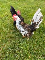 Serama kuikens (hanen), Dieren en Toebehoren, Pluimvee, Mannelijk, Kip