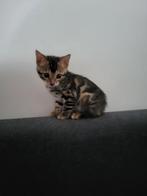 Bengaalse kittens, Dieren en Toebehoren, Katten en Kittens | Raskatten | Korthaar, Meerdere dieren, Ontwormd