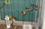 Gouldamadines, Dieren en Toebehoren, Meerdere dieren