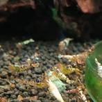 Tiger garnalen groep, Kreeft, Krab of Garnaal, Zoetwatervis, Schoolvis