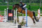 Grote, lieve, allround sport pony 1.46,5cm, Dieren en Toebehoren, Pony's, Merrie, Z, Gechipt, Springpony