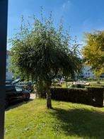 Volwassen grote witte berk boom, Ophalen, Halfschaduw, Overige soorten, Zomer
