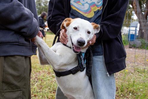 Waar mag deze vrolijke meid Zoë komen wonen?, Dieren en Toebehoren, Honden | Niet-rashonden, Middel, Teef, Particulier, Eén hond
