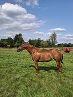 Quarter merrie te koop, Dieren en Toebehoren, Paarden, Merrie, Gechipt, Zadelmak, 3 tot 6 jaar