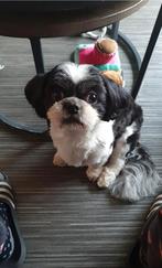 Te koop 3 jarige Boomer reu  incl toebehoren, Dieren en Toebehoren, Honden | Niet-rashonden, Reu, Eén hond, Klein, 3 tot 5 jaar