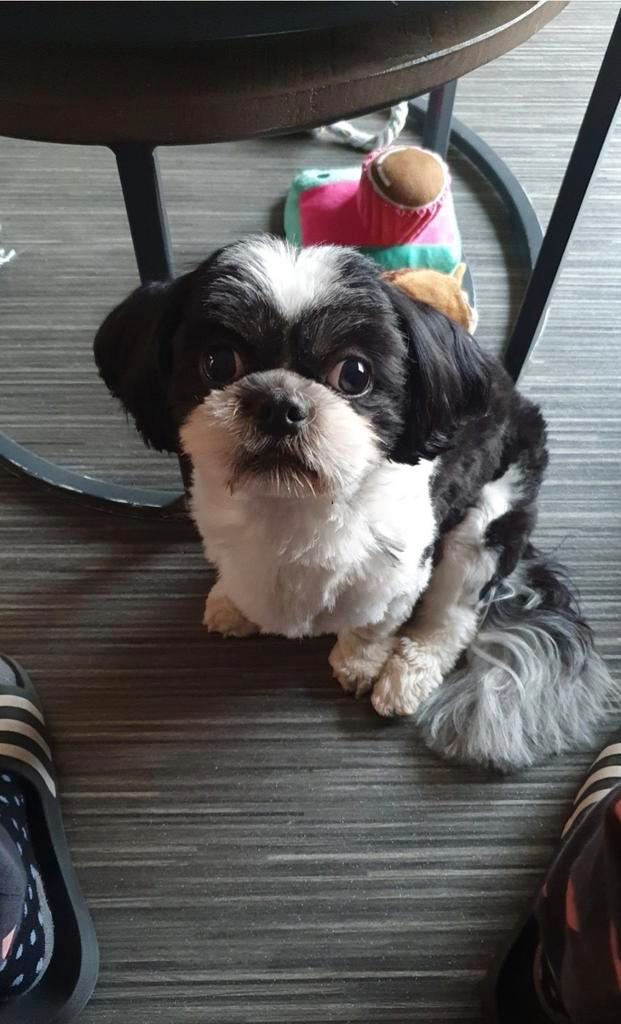 Te koop bijna 4 jarige Boomer reu  incl toebehoren, Dieren en Toebehoren, Honden | Niet-rashonden, Klein, Reu, Particulier, Eén hond