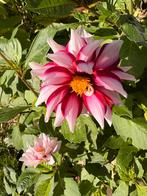 dahlia edge of joy knol, Tuin en Terras, Bloembollen en Zaden, Ophalen of Verzenden, Volle zon, Knol