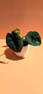 Alocasia melo - babyplant, Ophalen of Verzenden, Overige soorten, Minder dan 100 cm