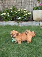 Lhasa apso pups, Dieren en Toebehoren, België, Overige rassen, CDV (hondenziekte), 8 tot 15 weken