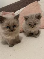 Ragdoll kittens uit geteste ouders, Kater