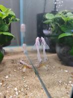 Ancistrus Snow White Longfin, Vis, Zoetwatervis